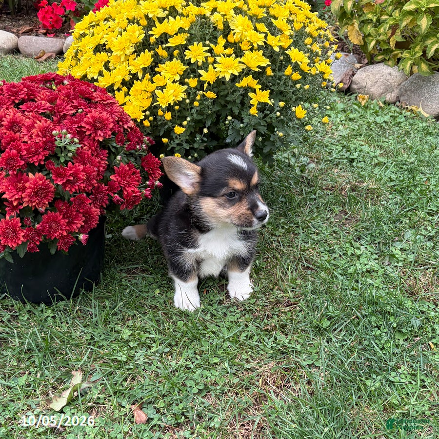 Welsh Corgi Pembroke dogs Penelope - Ad 2