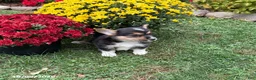 Welsh Corgi Pembroke dogs for sale: Penelope - Ad 2