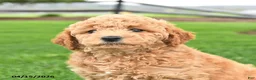 Mini Goldendoodle dogs for sale: Caramel - Ad 3