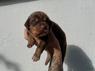 Catahoula Leopard Dog dogs Catahoula Leopard Dog Puppy 8 - Ad 8