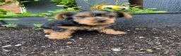 Yorkshire Terrier dogs for sale: Timmy - Ad 10