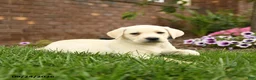 Labrador Retriever dogs for sale: Lily - Ad 4