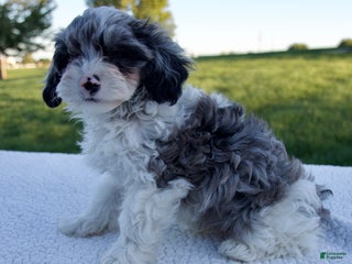 Mixed Breed dogs - Ad 32