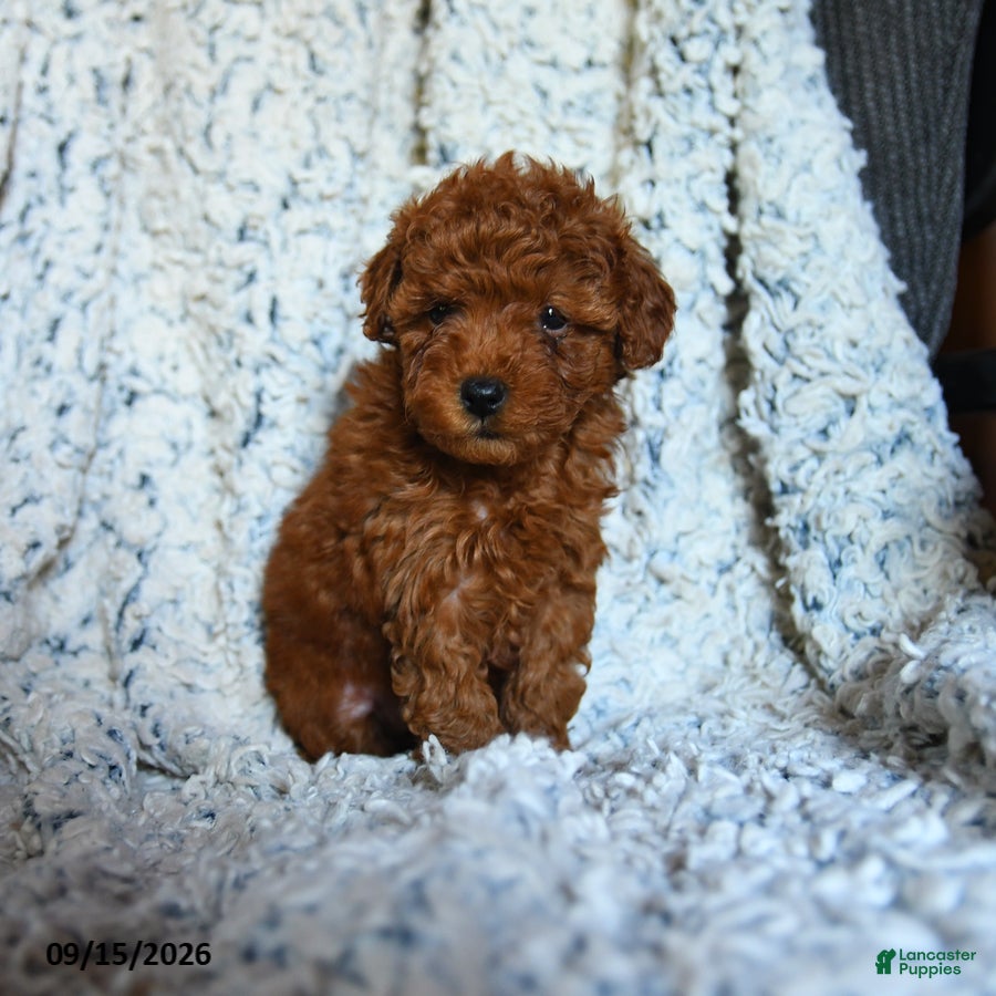 Toy Poodle dogs Lollipop - Ad 2