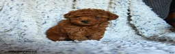 Toy Poodle dogs for sale: Lollipop - Ad 2
