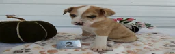 Mixed Breed dogs for sale: Mixed Breed 2 Ronni - Ad 2
