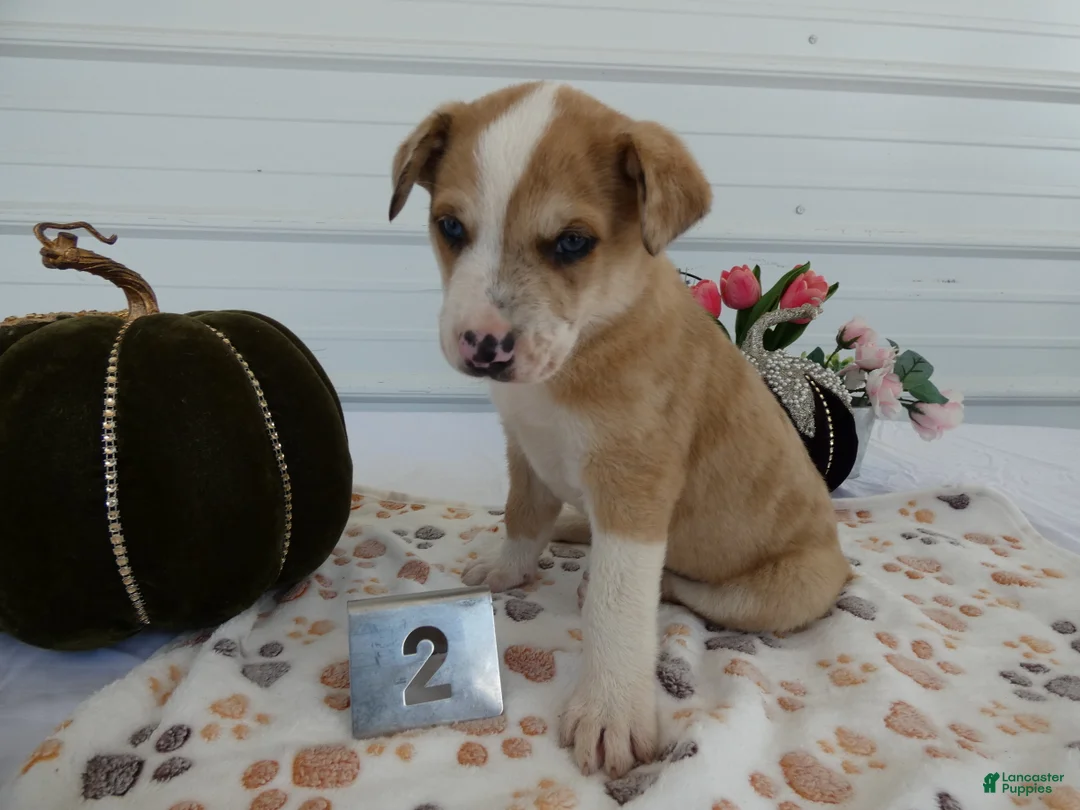 Mixed Breed dogs for sale: Mixed Breed 2 Ronni - Ad 2