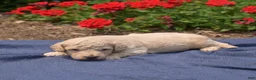 Bichpoo dogs for sale: Rugby  - Ad 5