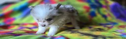 Pomeranian dogs for sale: Charles - Ad 7