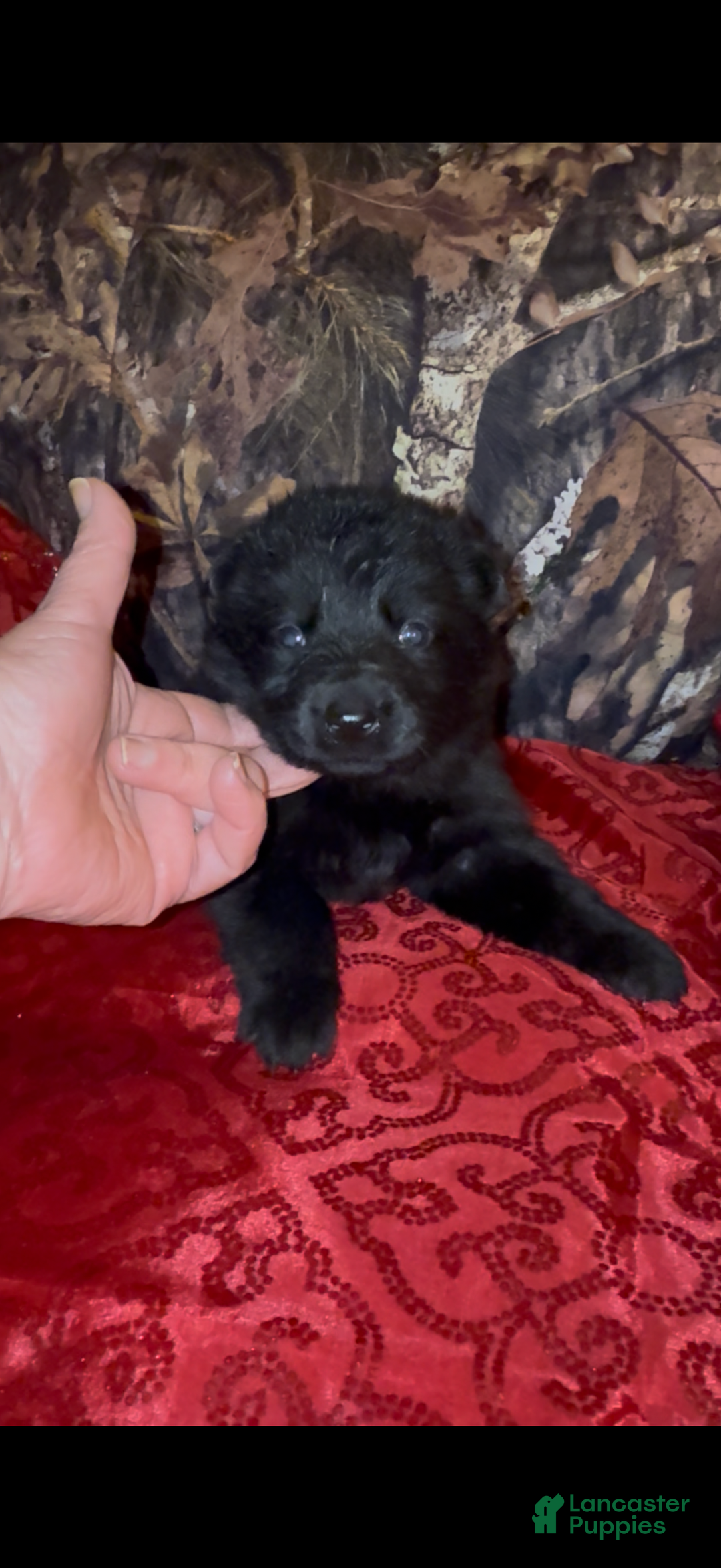 German Shepherd dogs for sale: Sussie B - Ad 1