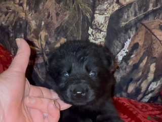 German Shepherd dogs Sussie B - Ad 37