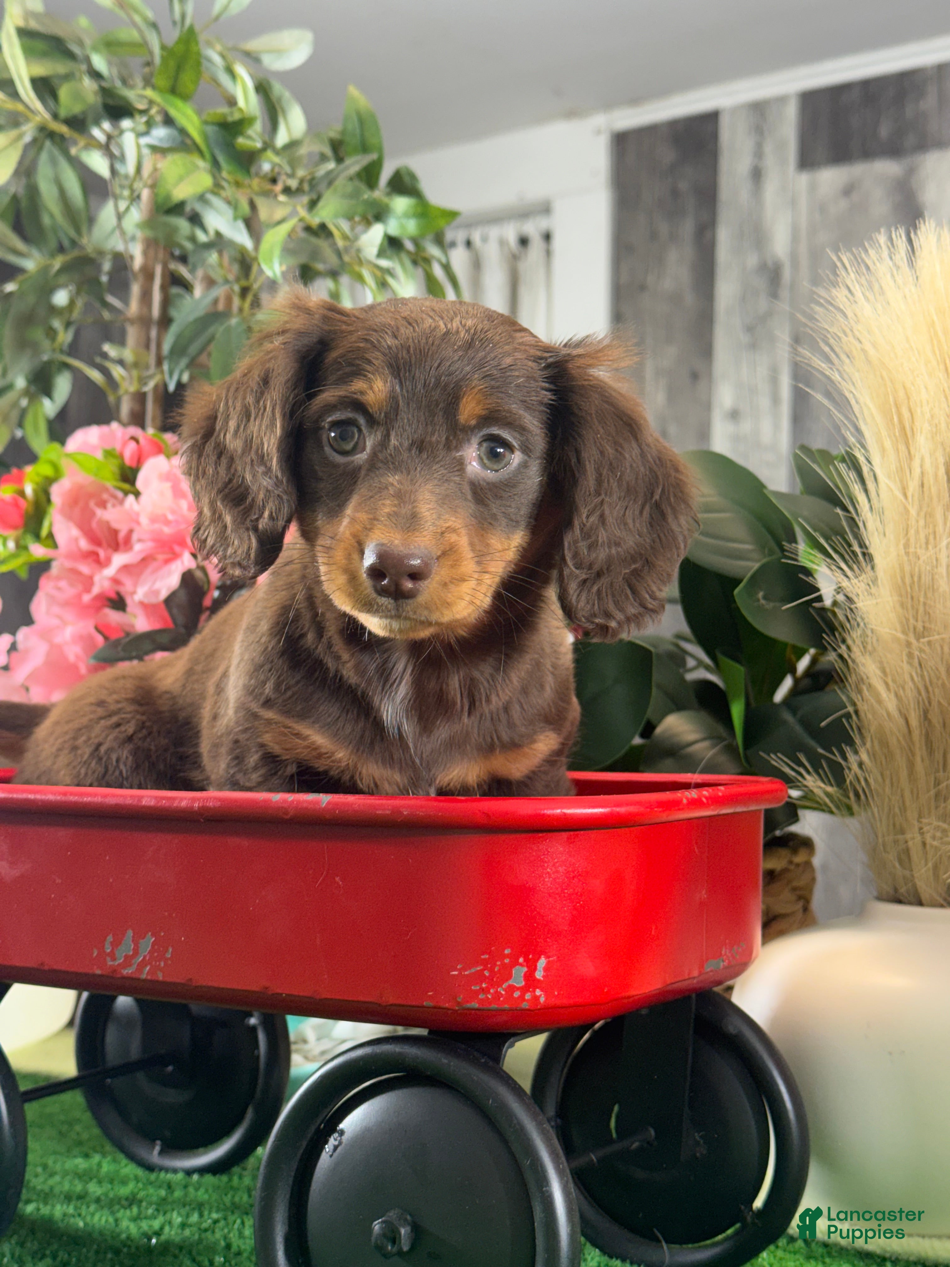 Miniature Dachshund dogs Diamond 💎  - Ad 8