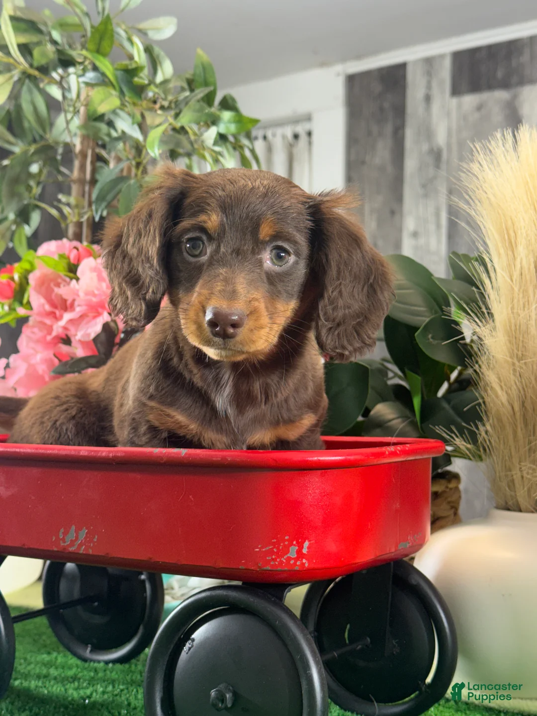 Miniature Dachshund dogs for sale: Diamond 💎  - Ad 1