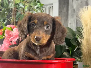 Miniature Dachshund dogs Diamond 💎 - Ad 8