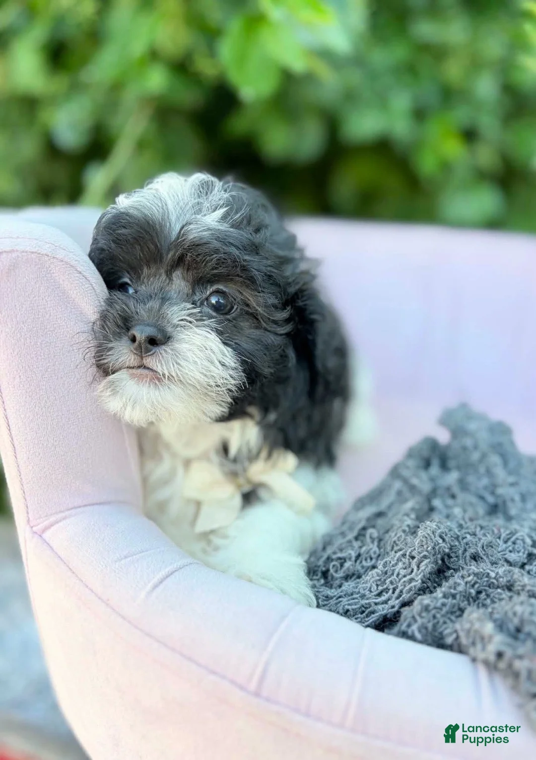 Shihpoo dogs for sale: Alexander - Ad 4