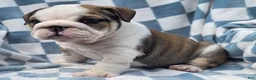 English Bulldog dogs for sale: Marshall - Ad 9