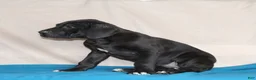 Great Dane dogs for sale: Bella  - Ad 3