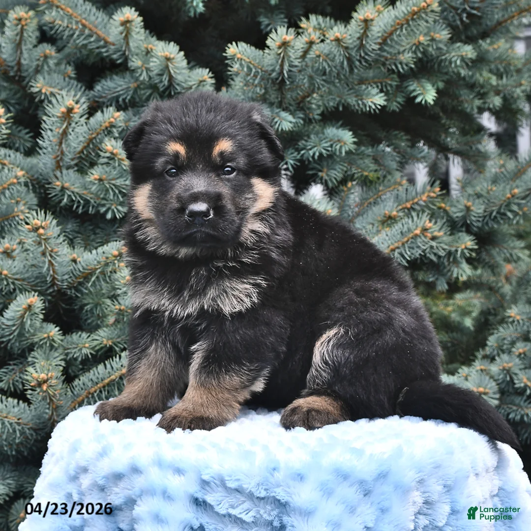 German Shepherd dogs for sale: Max - Ad 2