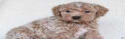Cavapoo dogs for sale: Biscotti - Ad 3
