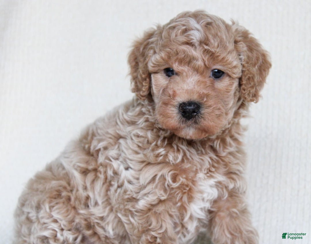 Cavapoo dogs for sale: Biscotti - Ad 3