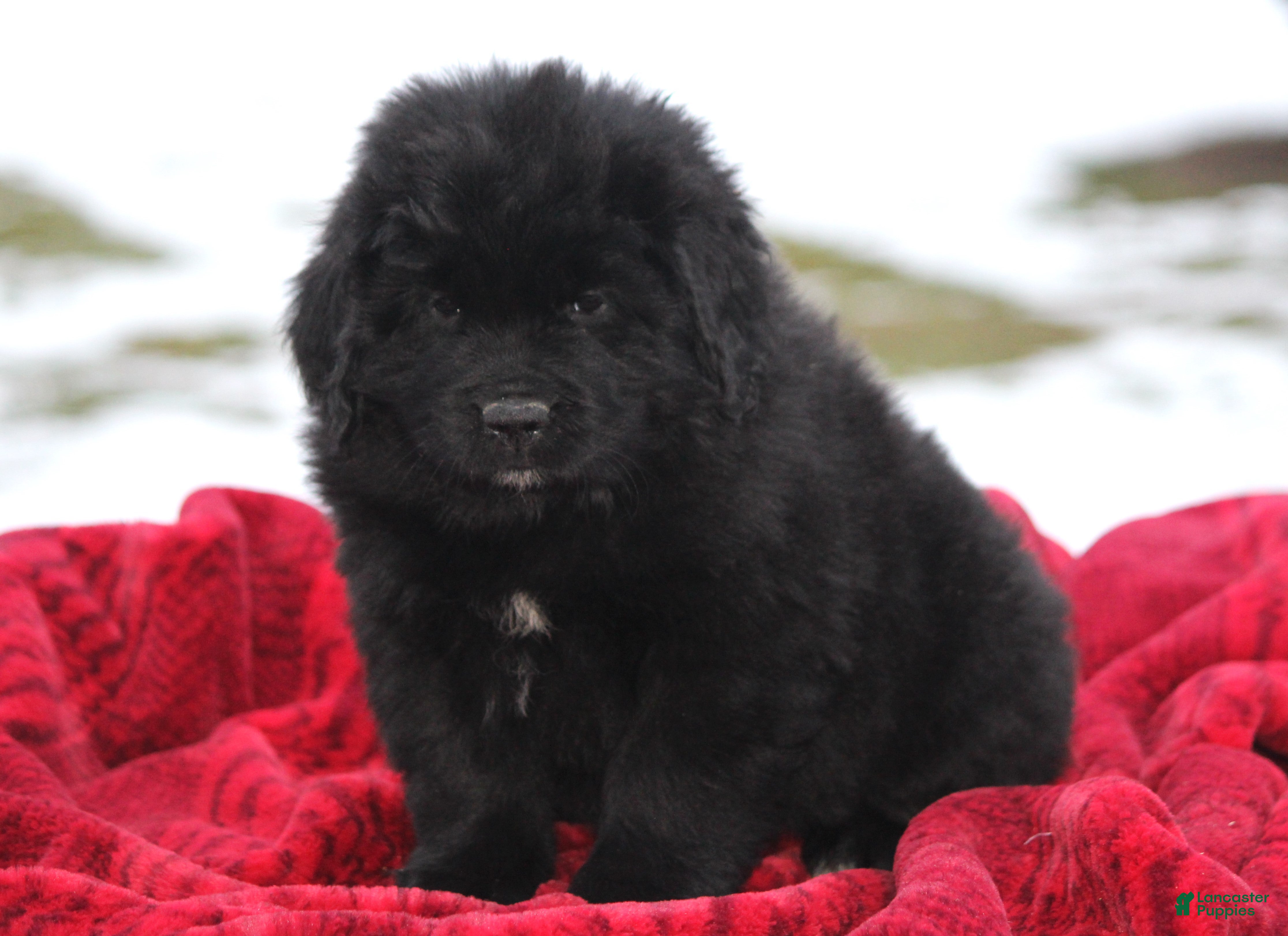 Newfoundland dogs Isla - Ad 11