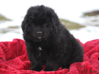 Newfoundland dogs Isla - Ad 11