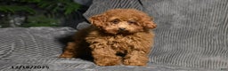 Miniature Poodle dogs for sale: Kally - Ad 3