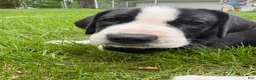 Great Dane dogs for sale: Ponza “Tank”  - Ad 2