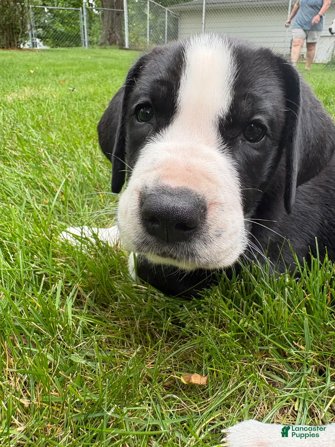Great Dane dogs for sale: Ponza “Tank”  - Ad 2