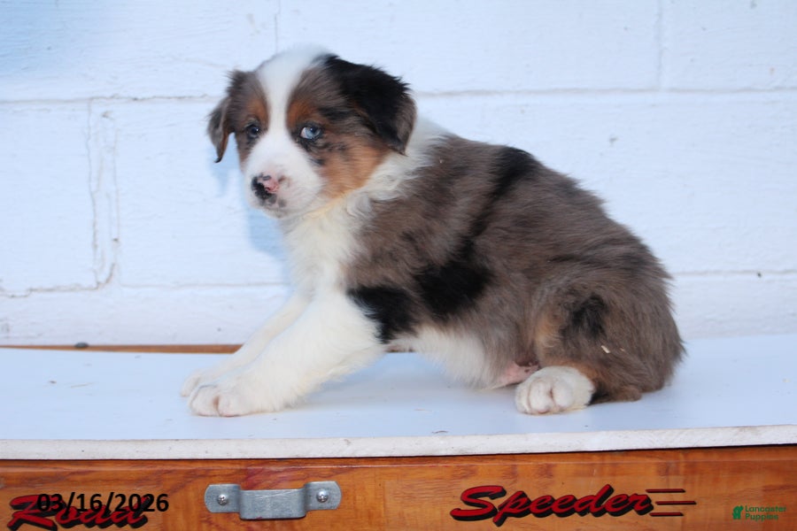 Australian Shepherd dogs Rover - Ad 1