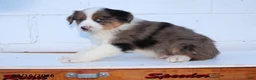 Australian Shepherd dogs for sale: Rover - Ad 4