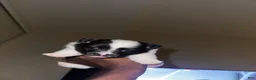 Pomeranian dogs for sale: Oreo - Ad 4