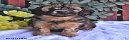 Shihpoo dogs for sale: Cassie    - Ad 1