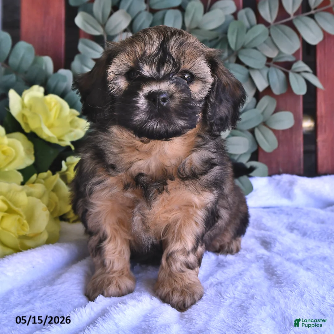 Shihpoo dogs for sale: Cassie    - Ad 1
