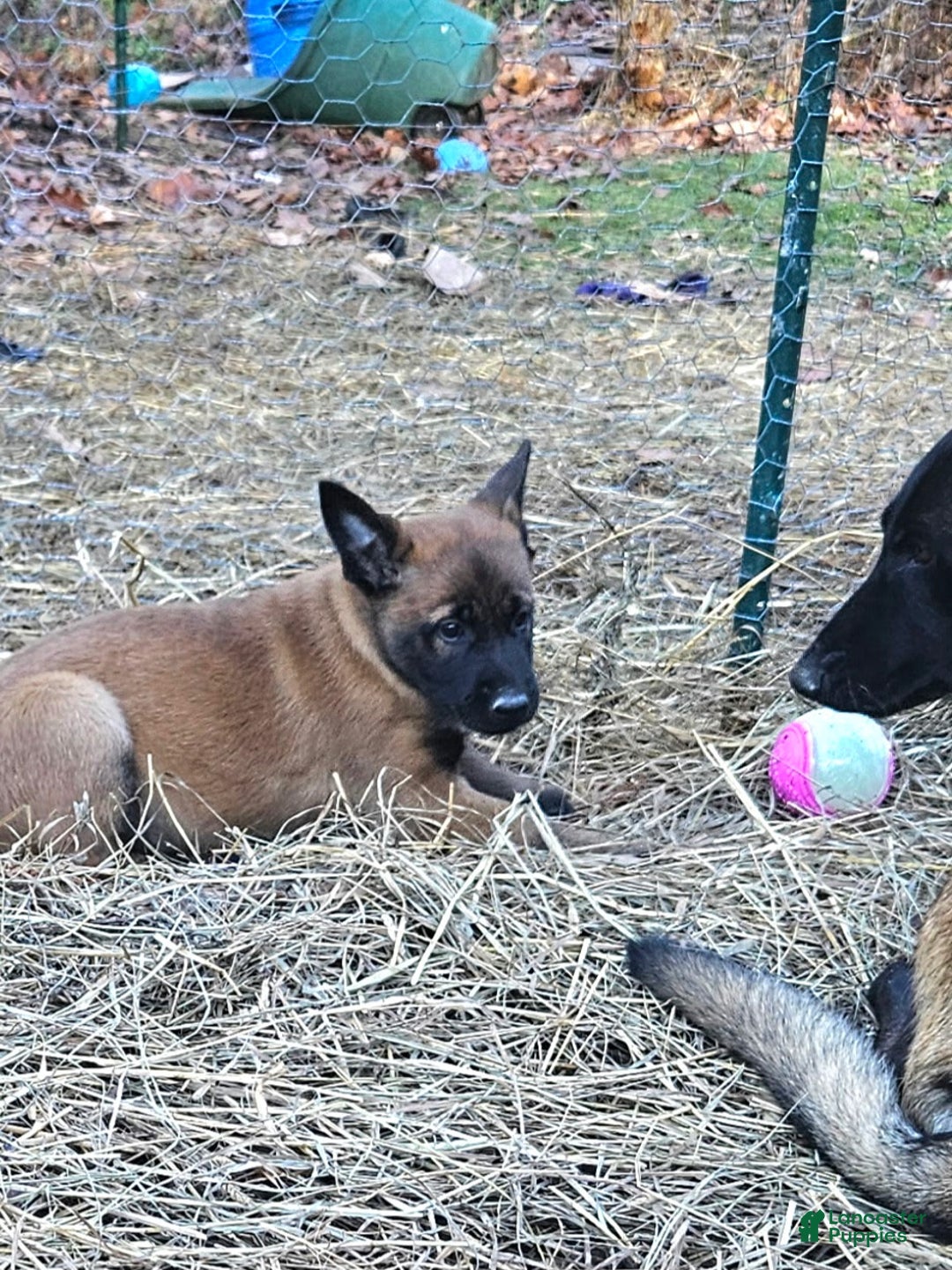 Belgian Malinois dogs for sale: Light Green (Magenta) - Ad 2