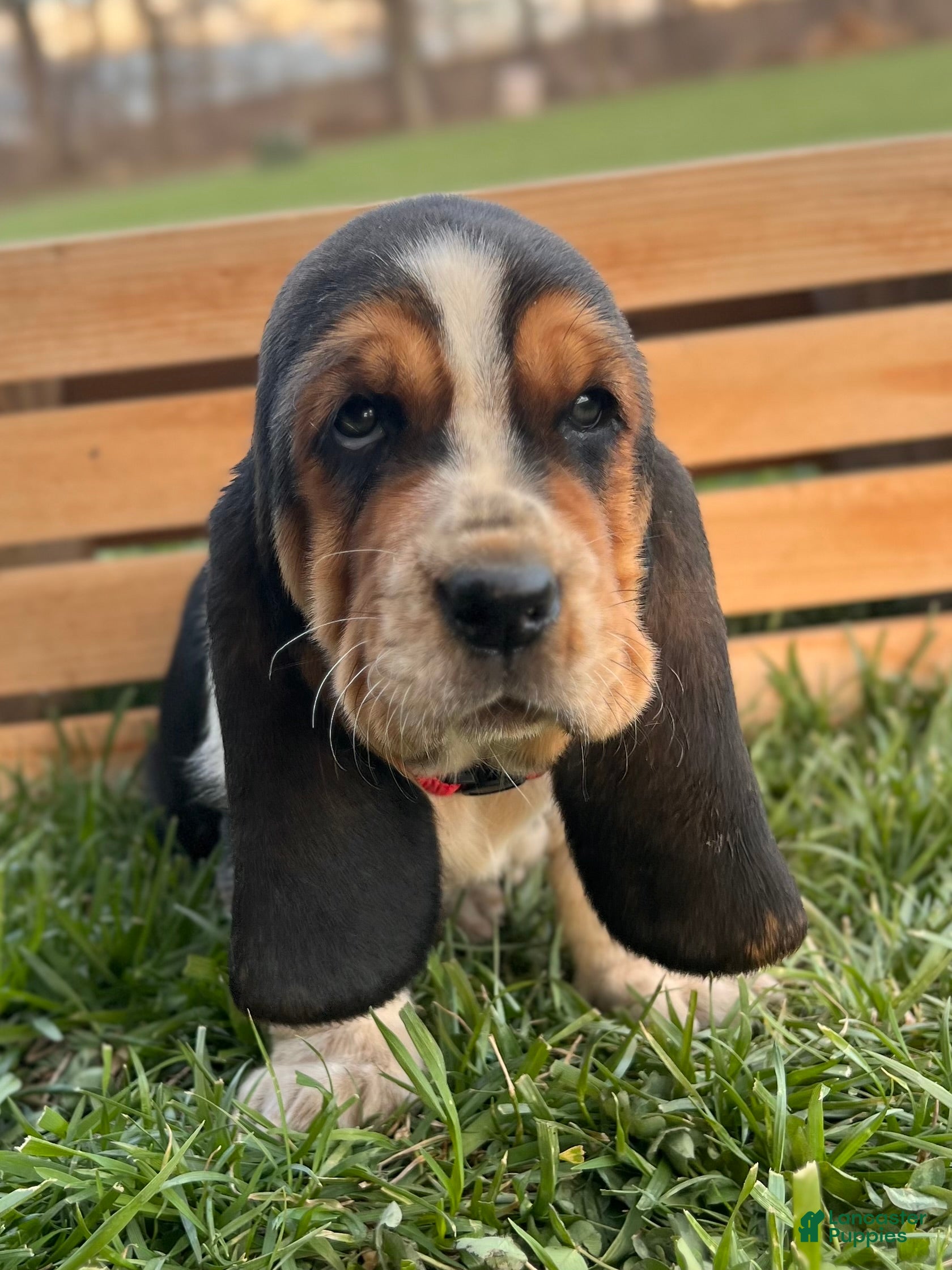 Basset Hound dogs Madeline - Ad 2
