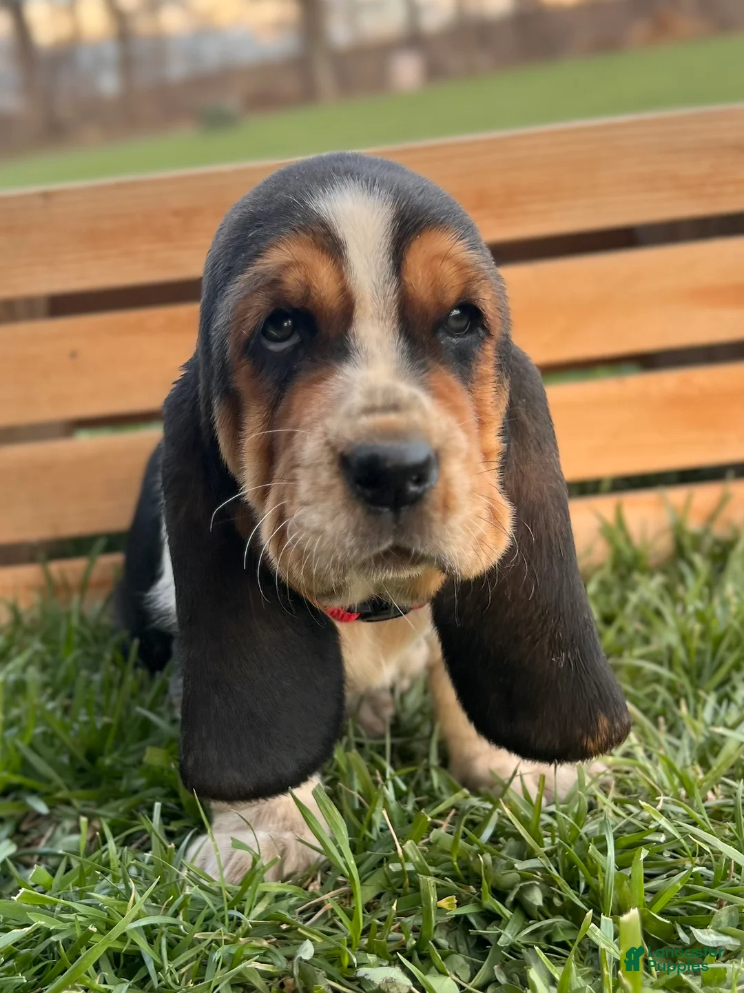Basset Hound dogs for sale: Madeline - Ad 2