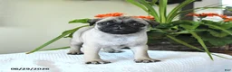 Pug dogs for sale: Tulip - Ad 4