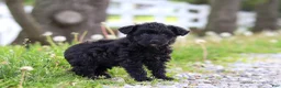 Yorkiepoo dogs for sale: Torie - Ad 4