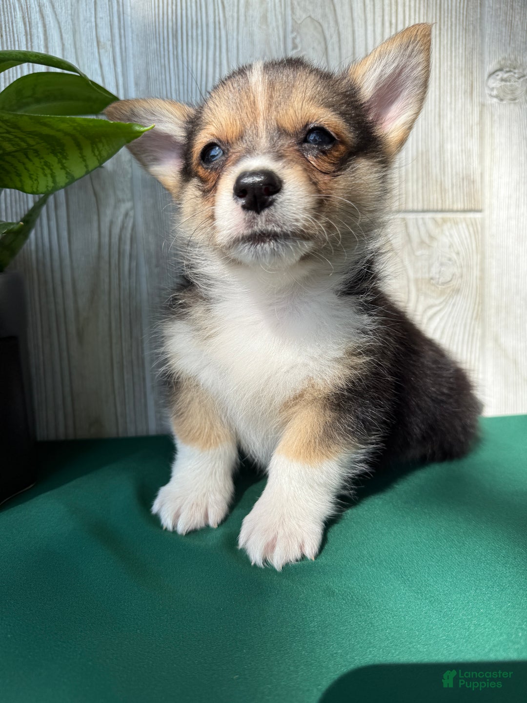 Welsh Corgi Pembroke dogs for sale: Jesse - Ad 8