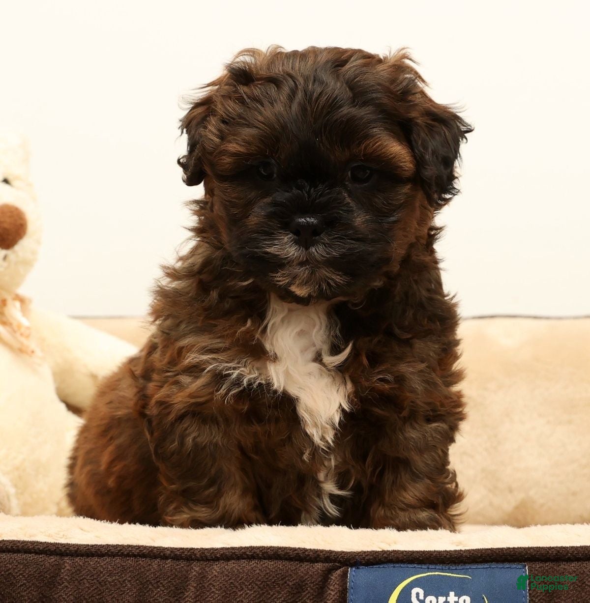 Shihpoo dogs Scotty - Ad 2