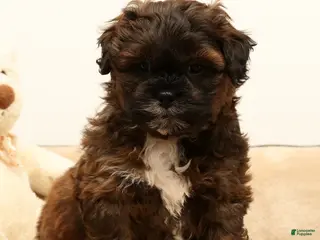 Shihpoo dogs Scotty - Ad 2