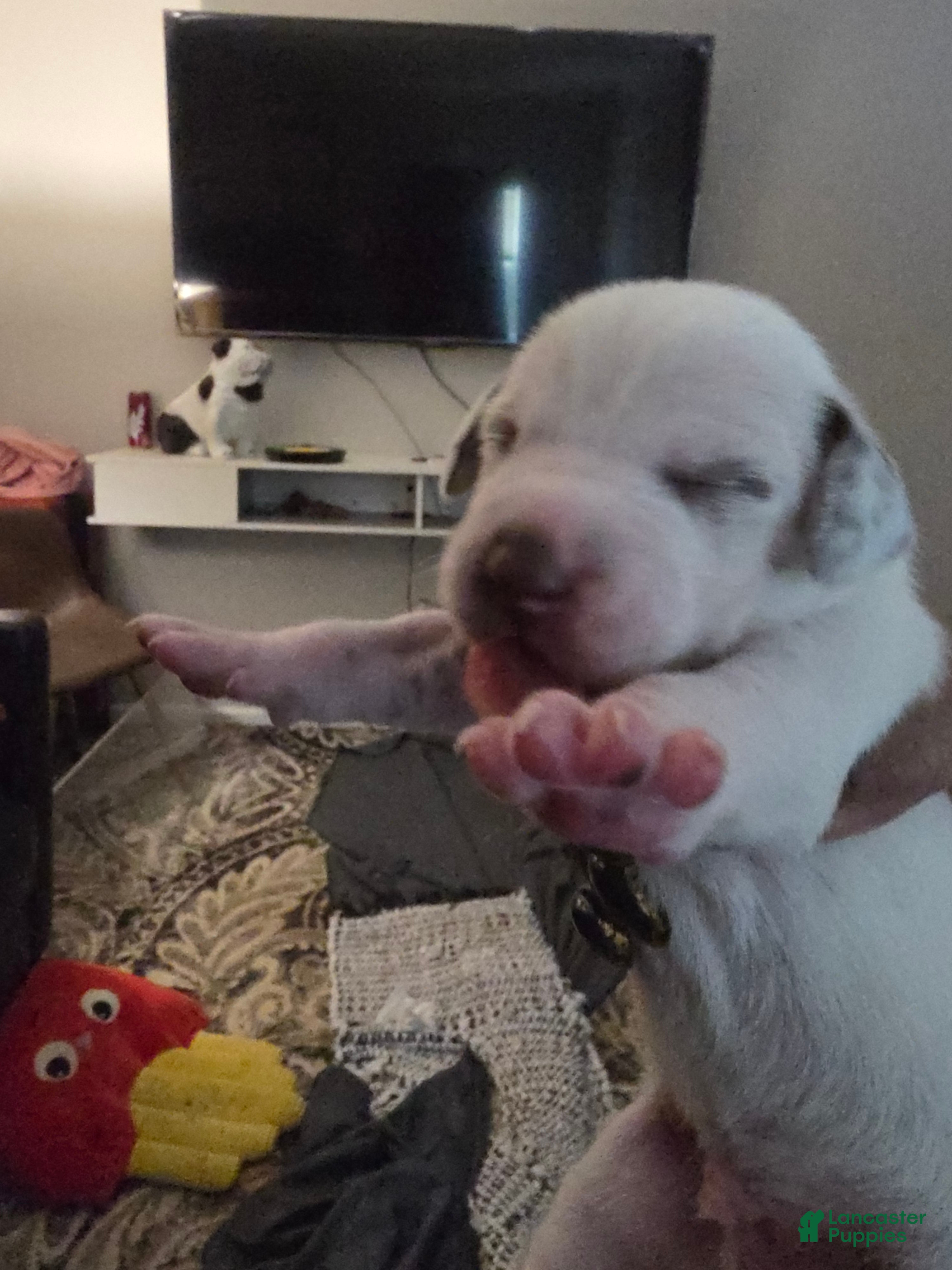 Dalmatian dogs Dalmatian Puppy 1 - Ad 11