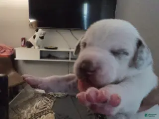 Dalmatian dogs Dalmatian Puppy 1 - Ad 11