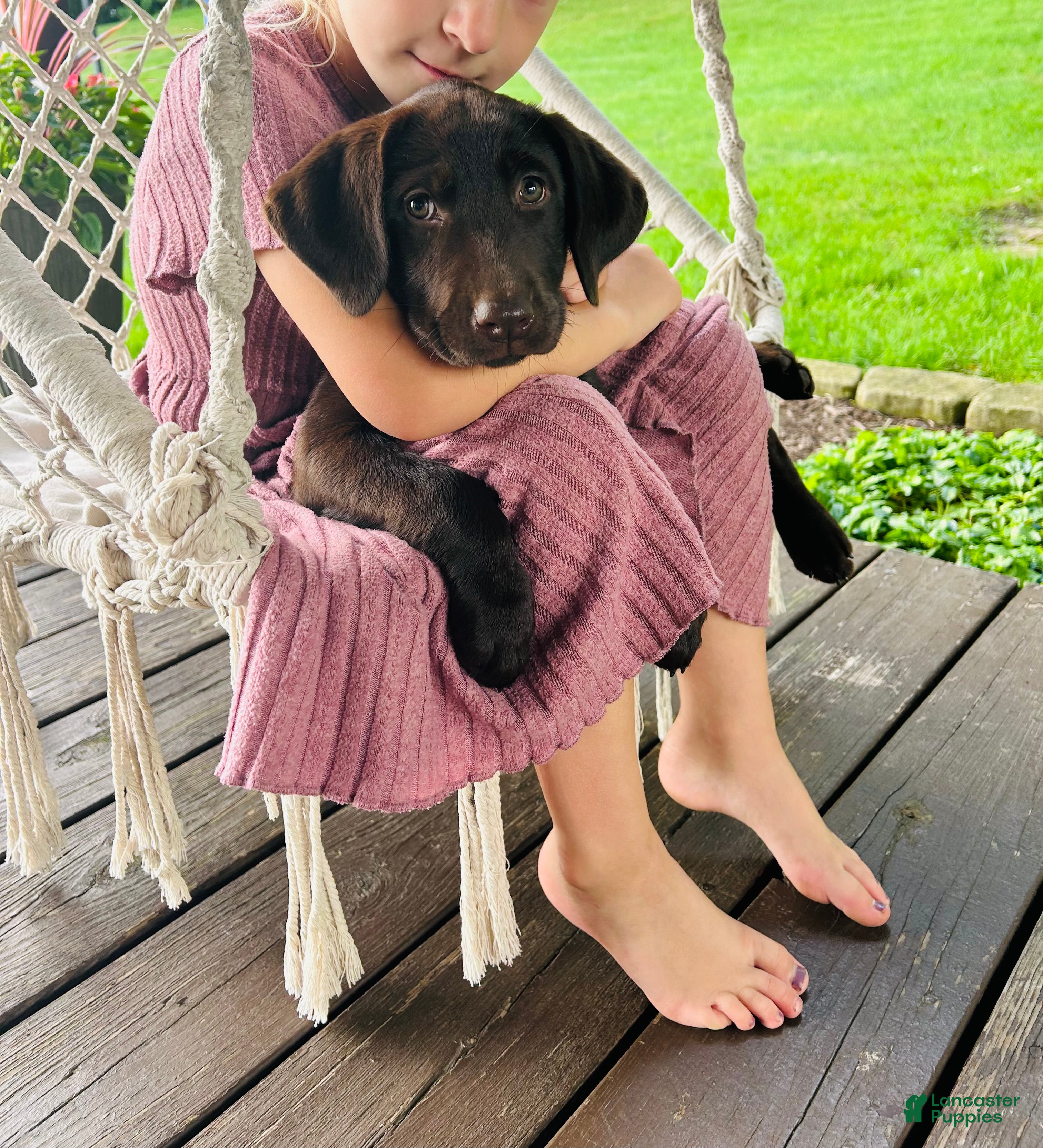 Labrador Retriever dogs Fay - Ad 1