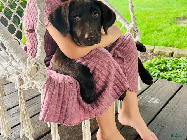 Labrador Retriever dogs for sale: Fay - Ad 1