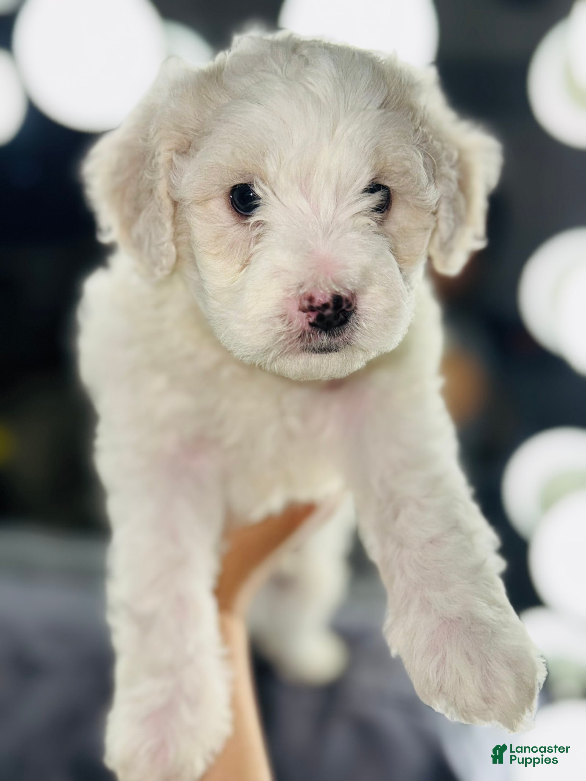 Maltipoo dogs Sporty - Ad 18