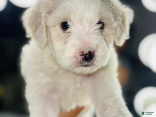 Maltipoo dogs Sporty - Ad 10