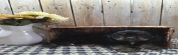 Cocker Spaniel dogs for sale: Rover - Ad 8