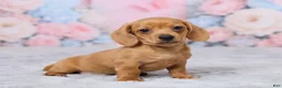 Miniature Dachshund dogs for sale: Jace - Ad 3